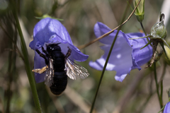 Melitta haemorrhoidalis