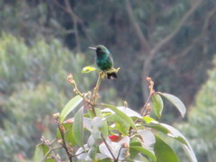 Chlorostilbon melanorhynchus