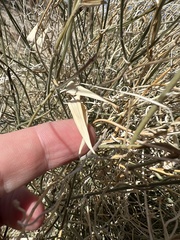 Funastrum