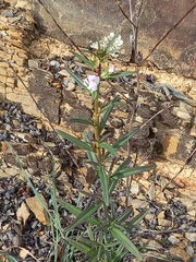 Misopates calycinum