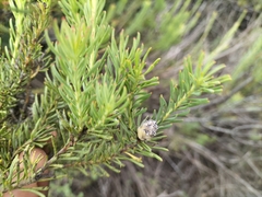 Leucadendron brunioides brunioides