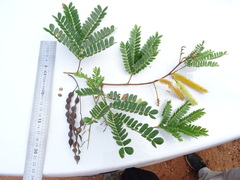 Pityrocarpa moniliformis