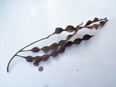 Pityrocarpa moniliformis