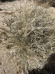 Funastrum