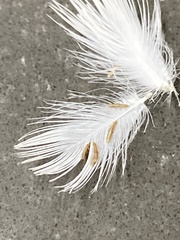 Columbicola columbae