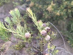 Leucadendron brunioides brunioides