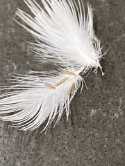 Columbicola columbae