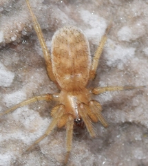 Synaphosus sauvage