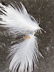 Columbicola columbae