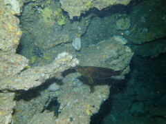 Notolabrus parilus