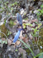 Hyacinthoides hispanica