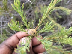 Leucadendron brunioides brunioides