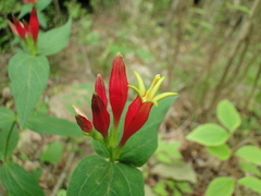 Spigelia marilandica