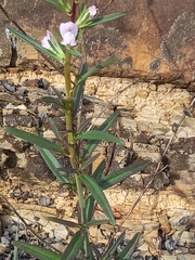 Misopates calycinum