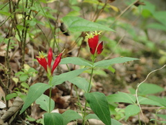 Spigelia marilandica
