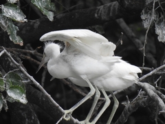 Egretta thula