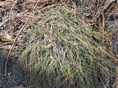 Festuca rubra