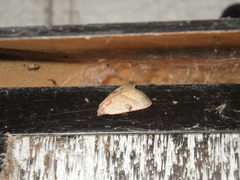Galgula partita