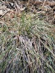 Festuca rubra
