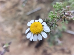 Cymbopappus adenosolen