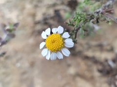 Cymbopappus adenosolen