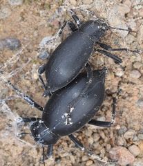 Blaps lusitanica