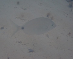 Diplodus bermudensis