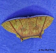 Thinopteryx crocoptera