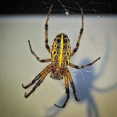 Alpaida veniliae