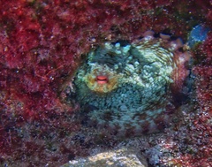 Octopus insularis