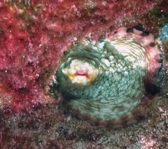 Octopus insularis