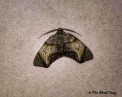 Achrosis incitata
