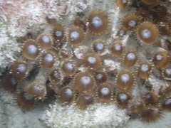 Palythoa grandiflora