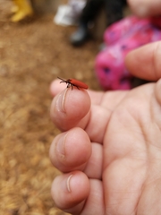 Dictyoptera aurora