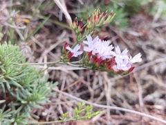 Limonium scabrum