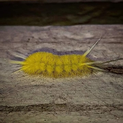 Lophocampa annulosa
