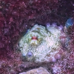 Octopus insularis