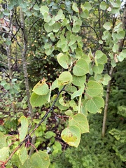 Betula papyrifera