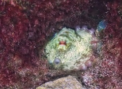 Octopus insularis