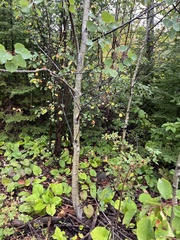 Betula papyrifera