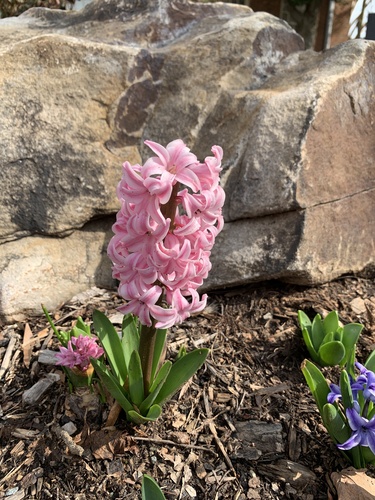 Rytinis hiacintas nuotrauka