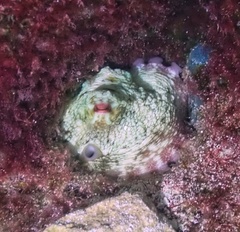Octopus insularis