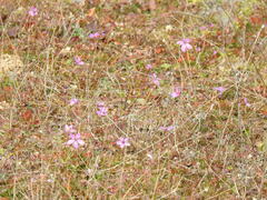 Erodium cicutarium