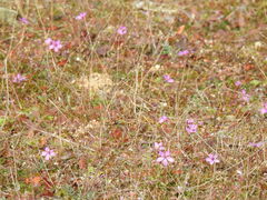 Erodium cicutarium