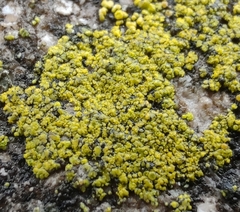 Flavoplaca