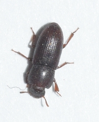 Phtora crenata