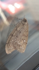 Paleacrita merriccata