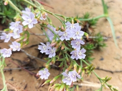 Limonium scabrum