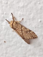 Phaegopterina
