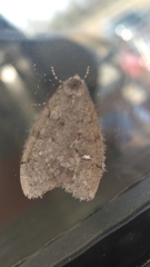 Paleacrita merriccata